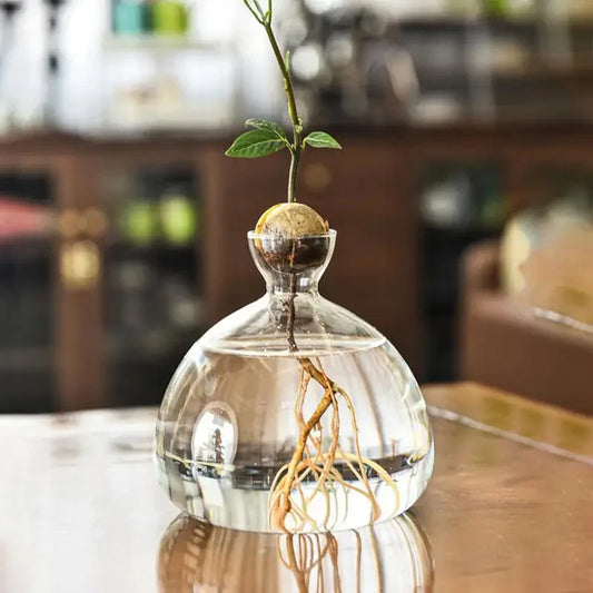 Glasvas för odling av avokadokärna