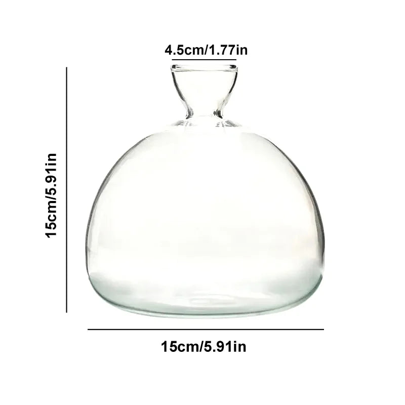 Glasvas för odling av avokadokärna