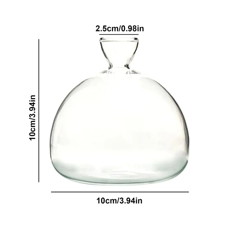 Glasvas för odling av avokadokärna