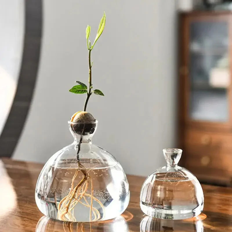 Glasvas för odling av avokadokärna