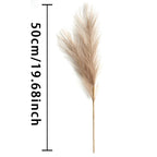 Pampas grass