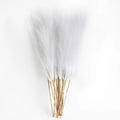 Pampas grass