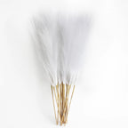 Pampas grass