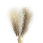 Pampas grass
