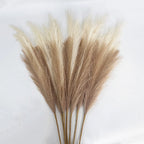 Lyxigt Pampasgräs 97 cm