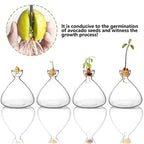 Glasvas för odling av avokadokärna