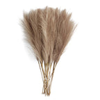 Pampas grass