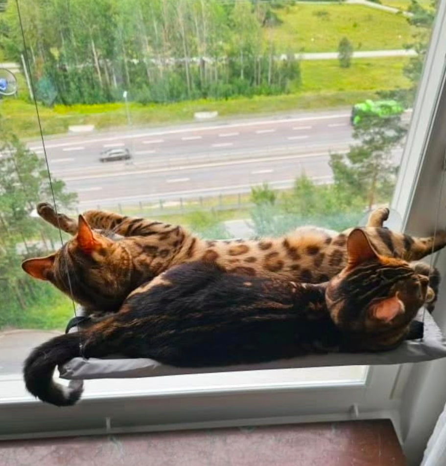 Fönsterhängande kattsäng för vila med utsikt