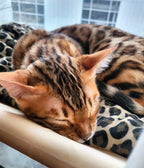 Fönsterhängande kattsäng för vila med utsikt