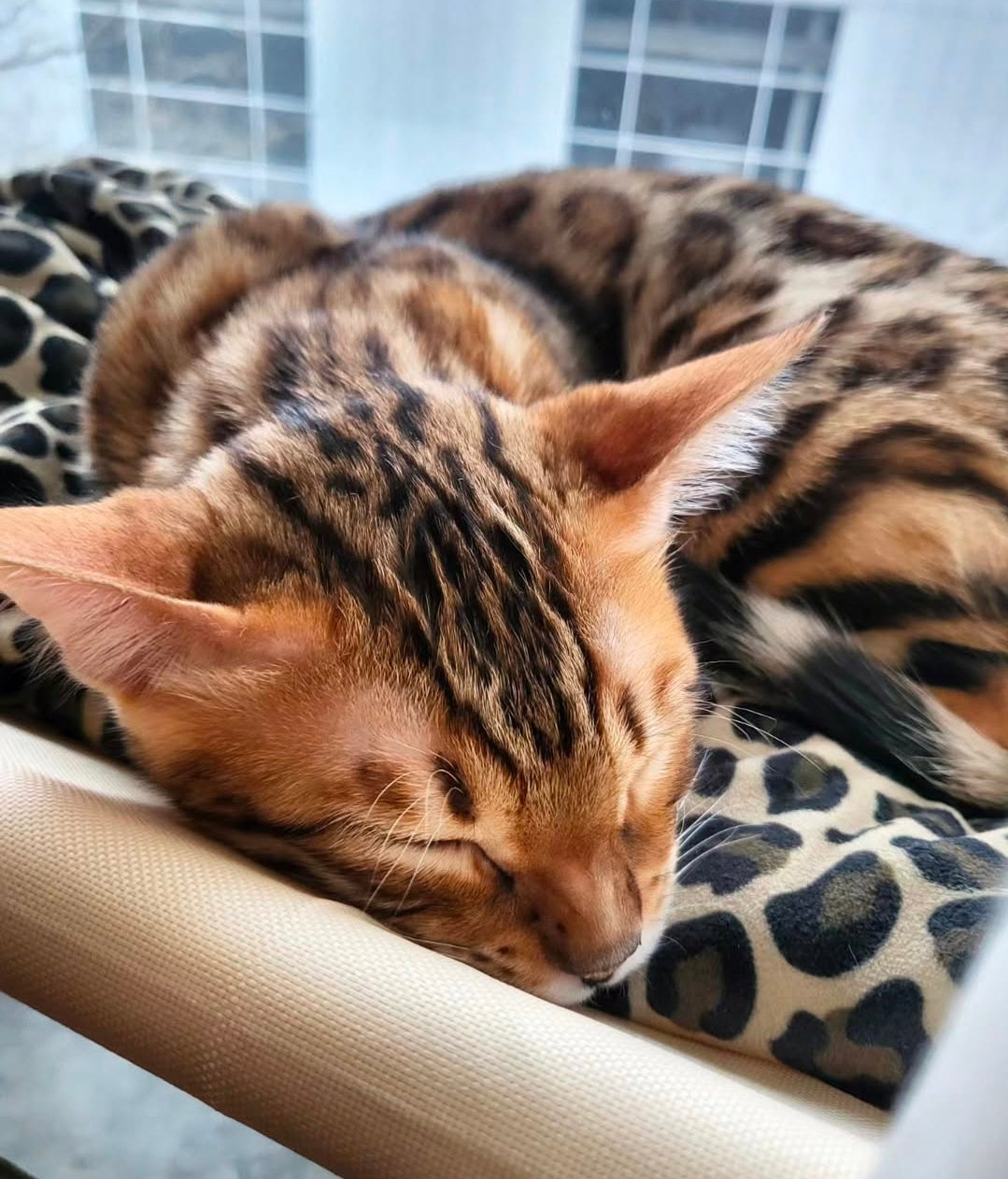 Fönsterhängande kattsäng för vila med utsikt