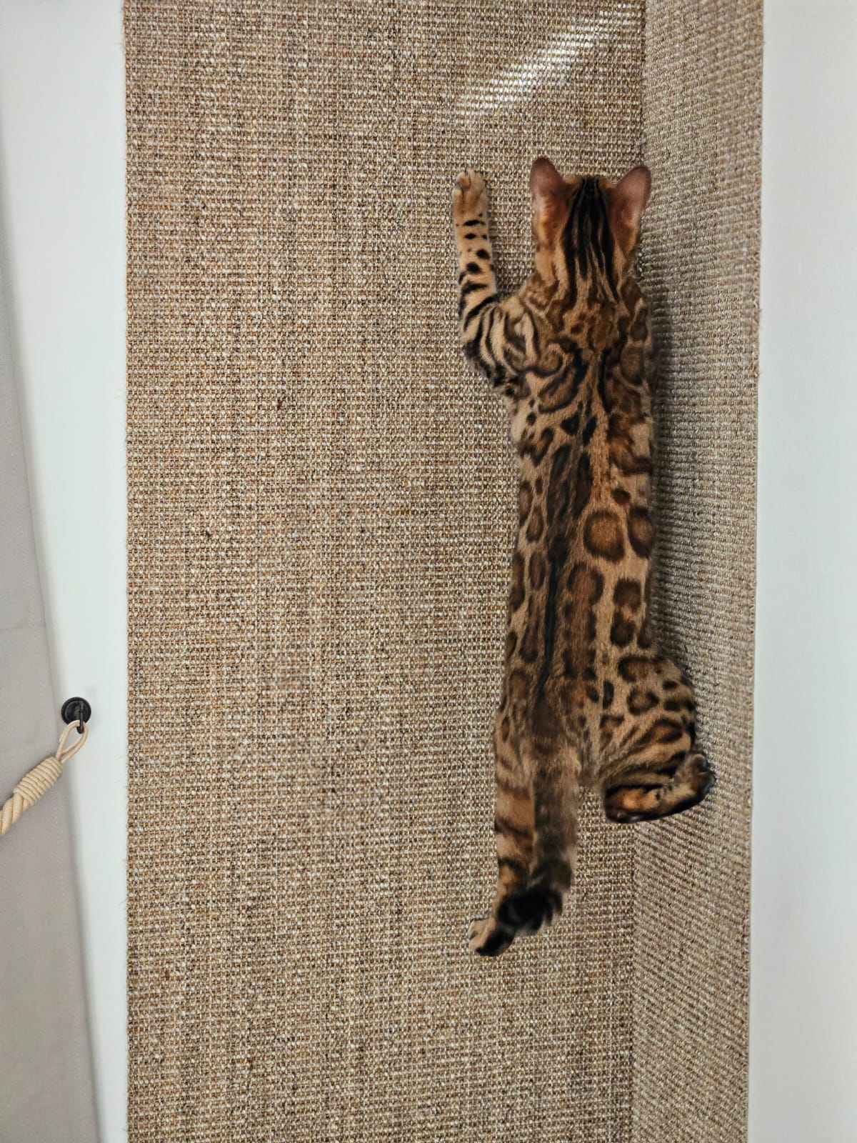 Svensktillverkad måttbeställd sisalmatta 🇸🇪 - Kjellbergs Sisal Boucle Sand